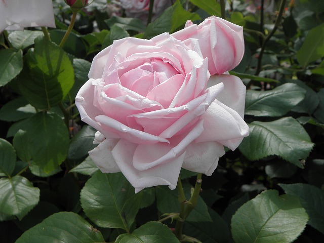 ss0180a1.jpg