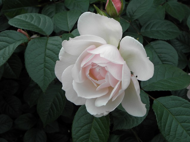 ss0243aa2.jpg