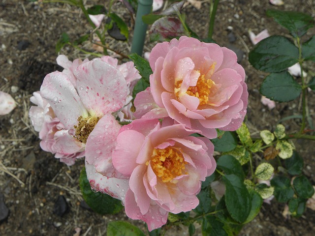 ss0250b1.jpg