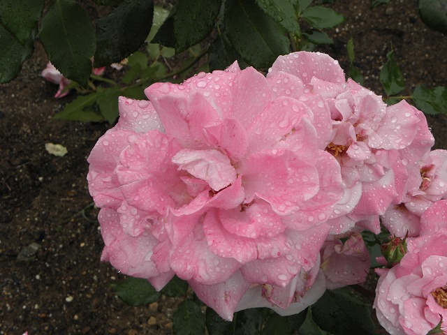 ss0258b1.jpg