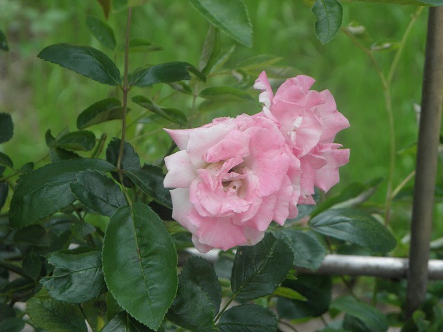 ss0323c2.jpg