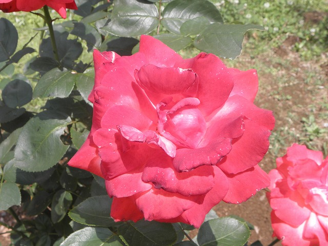 ss0343c1.jpg