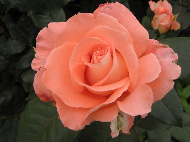 ss0366e1.jpg