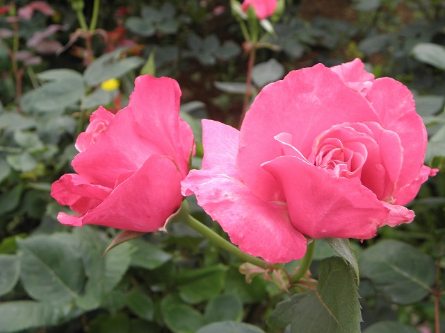 ss0371e1.jpg