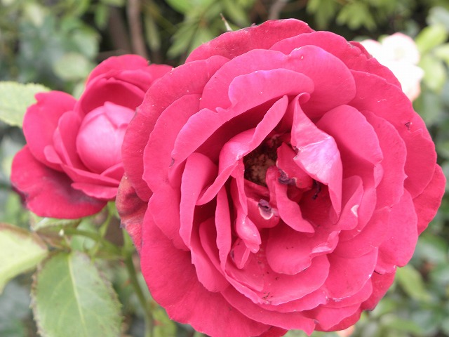 ss0377e1.jpg