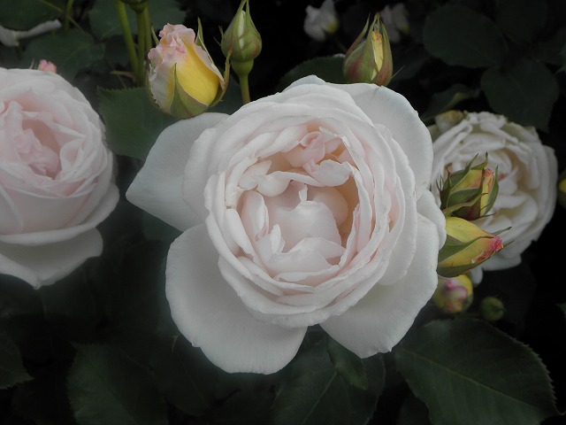 ssbara0024a.jpg