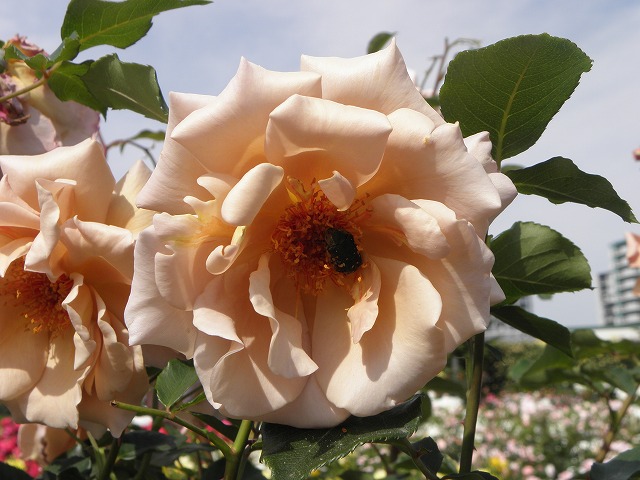 ssbara0034a.jpg