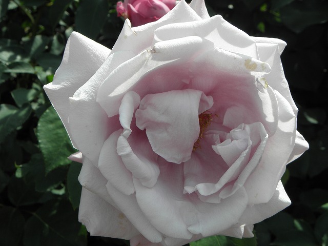 ssbara0038a.jpg
