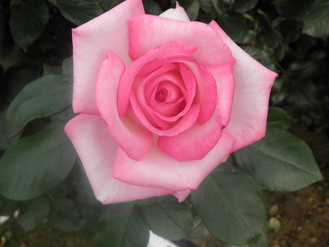 ssbara0073a.jpg