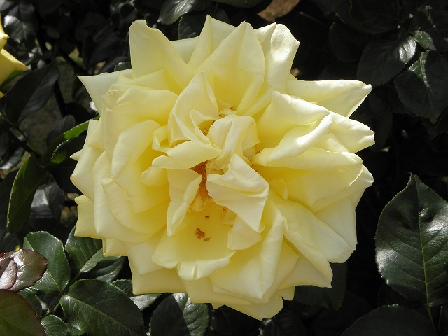 ssbara0074c.jpg
